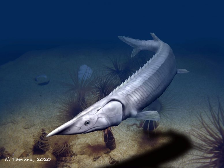 “神秘而奇怪” –有着3亿年历史的Fish鱼类似于Key鱼，但主要区别在于
