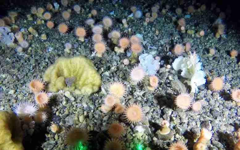使用创新型摄像机在格陵兰岛深海发现的软珊瑚花园