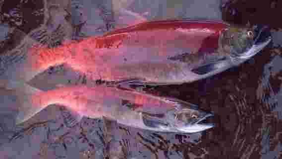 鲑鱼数量的急剧减少正在影响阿拉斯加的人民和生态系统