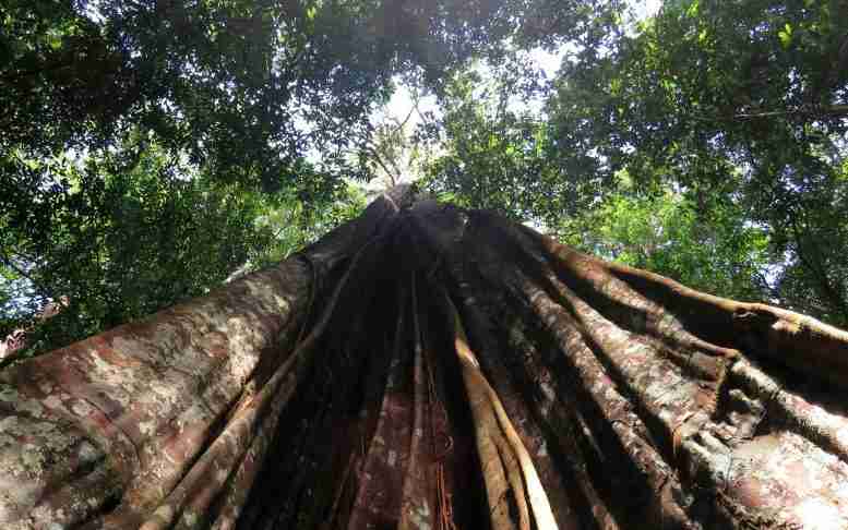 较大的树木更有可能死于亚马逊的干旱 - 小树为雨林提供希望