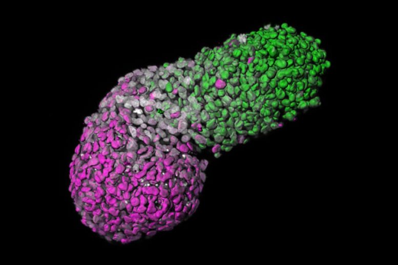 科学家从人类干细胞创建人类胚胎样模型