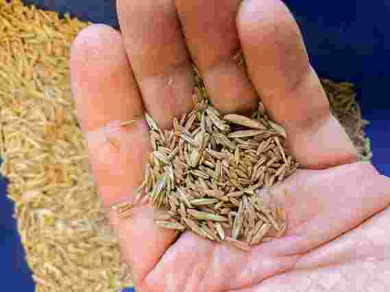 环保超级食品：食品级小麦草品种公开发布