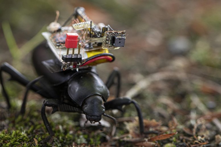 甲虫的Gopro：机器人相机背包为昆虫和小型机器人开发