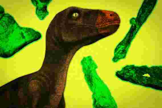 麻省理工学院对恐龙演变的新证据