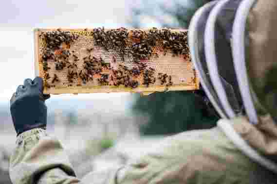美国养蜂人在较低的冬季损失后报告了异常高的夏季损失