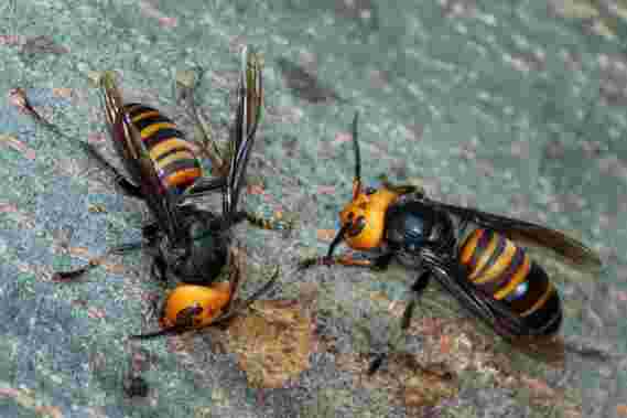 5个问题回答：什么是“谋杀黄蜂”，他们真的很危险吗？