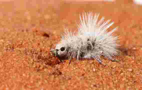 白色蓟羽绒天鹅绒蚂蚁的迷人演变 - 实际上是伪装的黄蜂