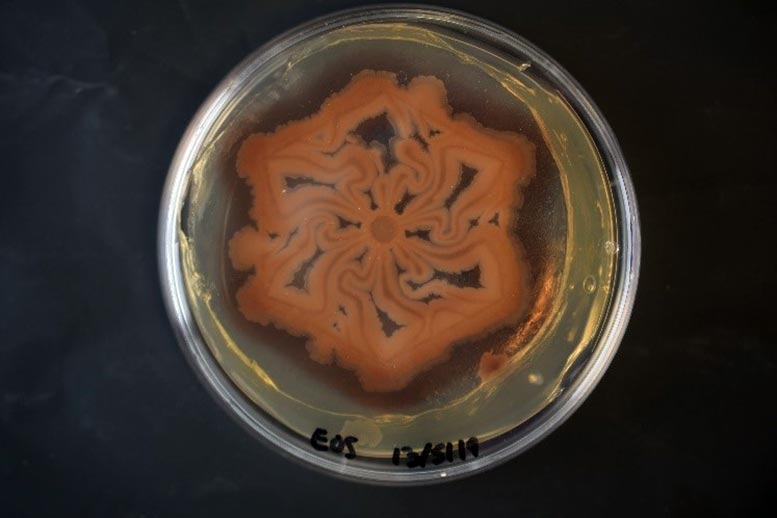 MeniFluidics：工程生活材料新技术