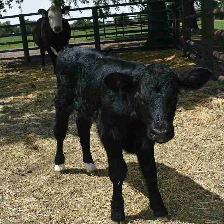 认识Cosmo，这是一种经过基因设计可生产75％雄性后代的公牛犊