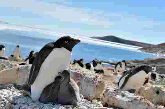 研究人员震惊地找到南极企鹅在较少的海冰时更幸福