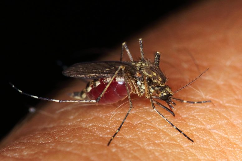 蚊子如何品尝人类血液-对未来意味着什么