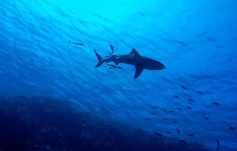 Reef Sharks在下降 - 已经在许多世界礁石上灭绝了
