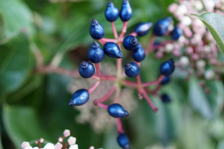 这些不寻常的金属蓝色水果具有令人难以置信的炫目颜色 - 现在科学家知道如何以及为什么