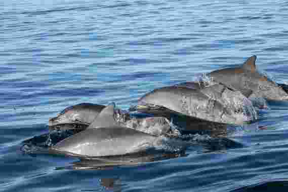 战略网络：年轻的海豚明智地挑选他们的朋友