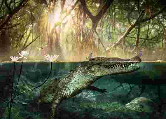 古代非洲头骨可能已经解决了美国鳄鱼起源的谜团