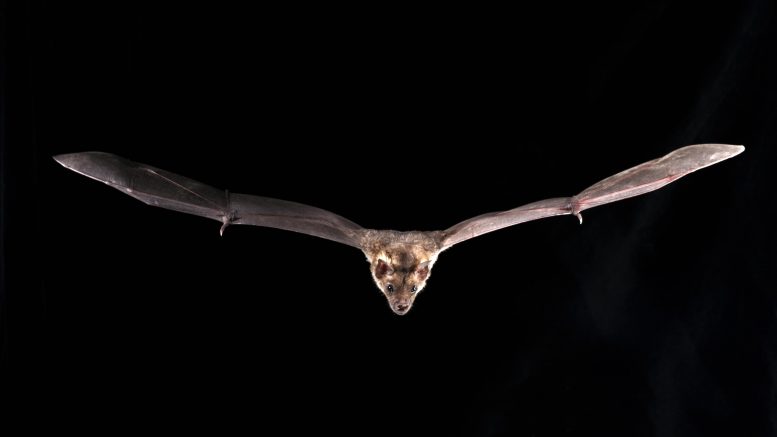 蝙蝠超级大国的遗传学揭晓：它们如何飞行，生存致命的病毒，抗衰老和抗癌