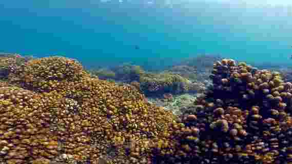 一些热带珊瑚礁的弹性温度升高 - 可能会显示“未来珊瑚礁的钥匙”