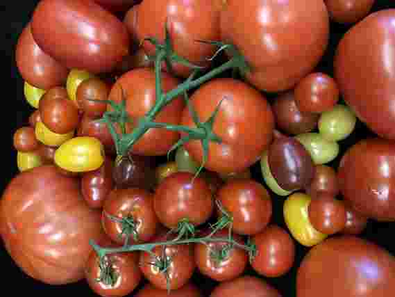 番茄的隐藏DNA突变在100个品种的遗传研究中揭示