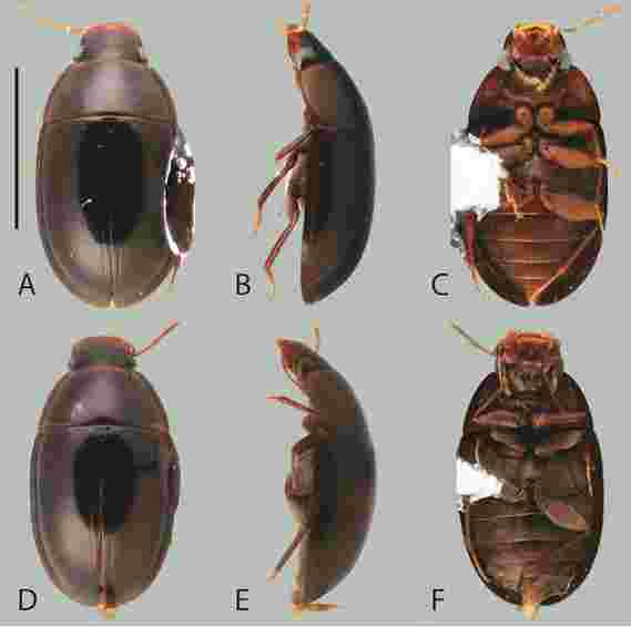 本科生发现南美18种水生甲虫新种