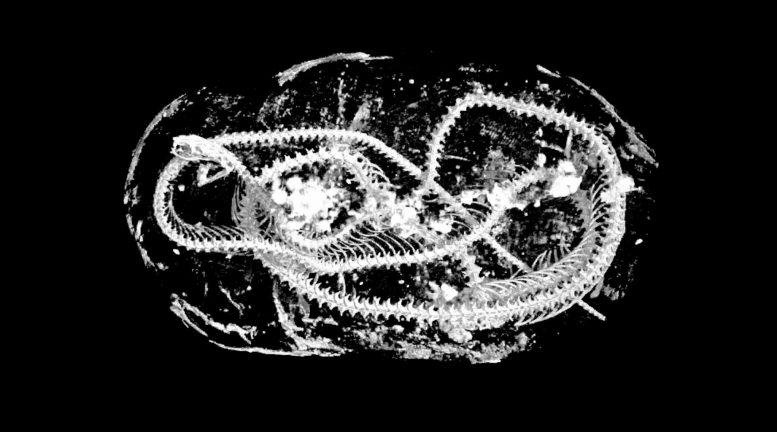 2000年前的埃及动物木乃伊以高分辨率3D X射线进行数字化包装