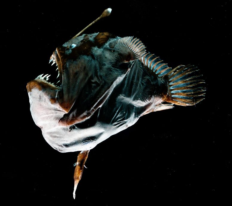 性寄生虫：深海琵琶鱼进化出一种新型的免疫系统以与其伴侣进行物理融合