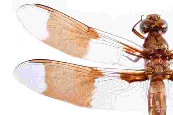 由昆虫翅膀启发的新型纳米材料破坏了超细菌 - 通过伸展，切割或撕裂它们