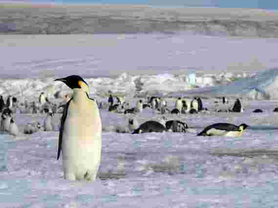 企鹅便便是一个线索：从太空发现新的企鹅殖民地