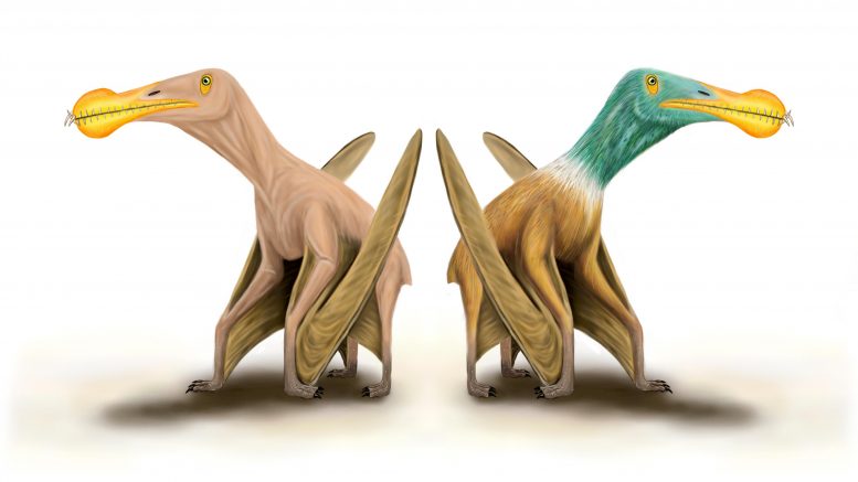 赤裸的史前怪物！翼龙，古代飞行爬行动物可能根本没有羽毛