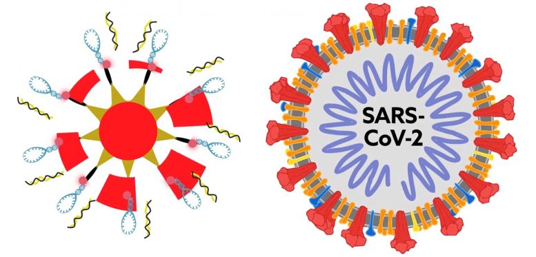 研究SARS-CoV-2等病毒在单细胞中的遗传进化可能揭示击败它们的新方法