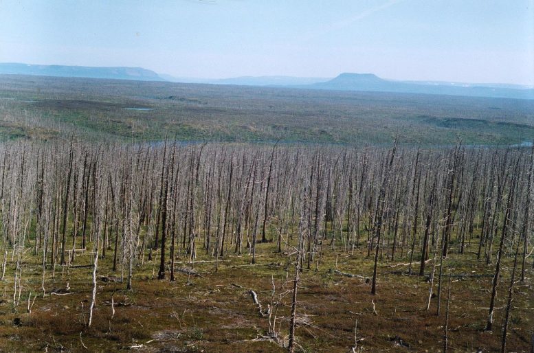 毁灭性的森林下降：树戒指显示北极污染的规模远远差不比先前的想法