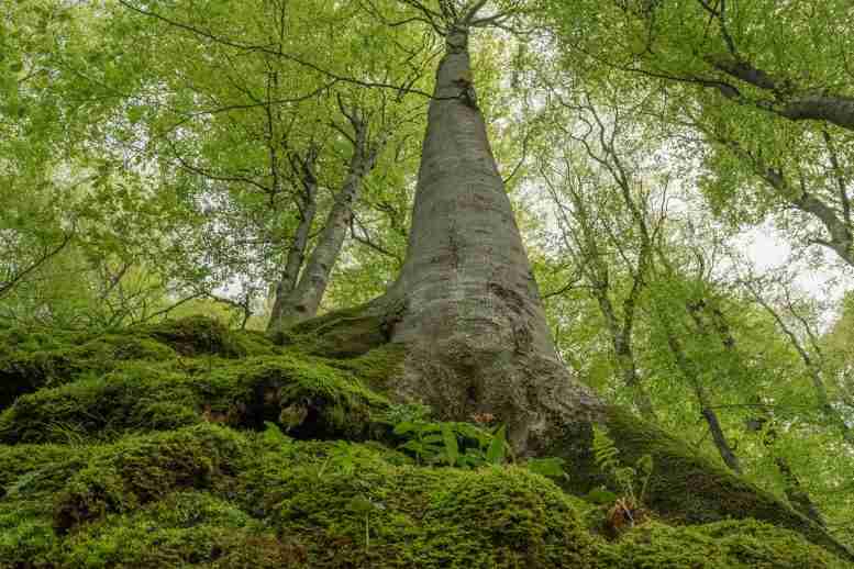 保持优异的生态价值：评估欧洲大多数“未触及”森林的保护状态