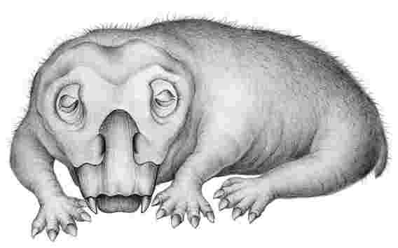 在奇怪的250万岁岁南南极生物的象牙中发现了类似休眠的状态的证据