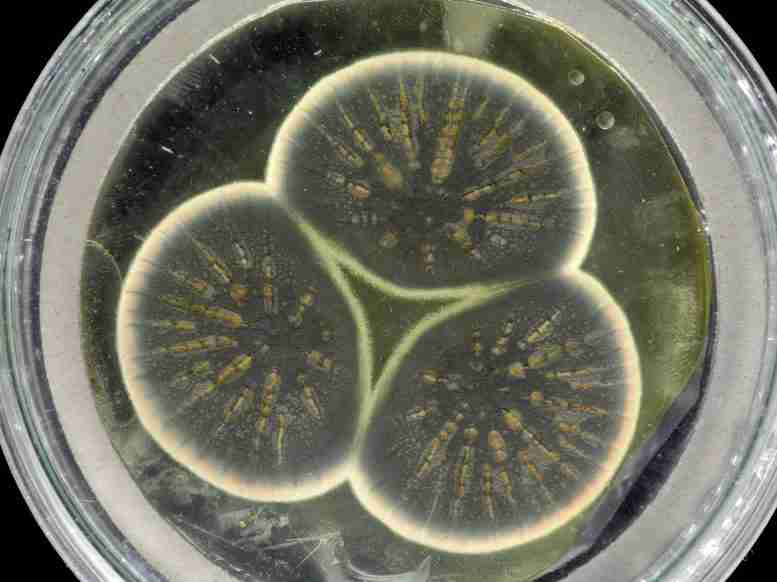 亚历山大·弗莱明（Alexander Fleming）原始青霉素霉菌的基因组首次测序