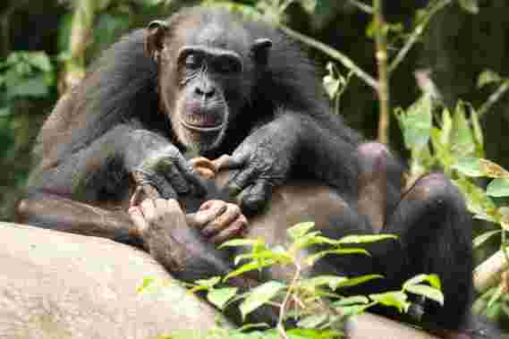 像人类一样，如果黑猩猩在成年前失去母亲，可能会终身受命