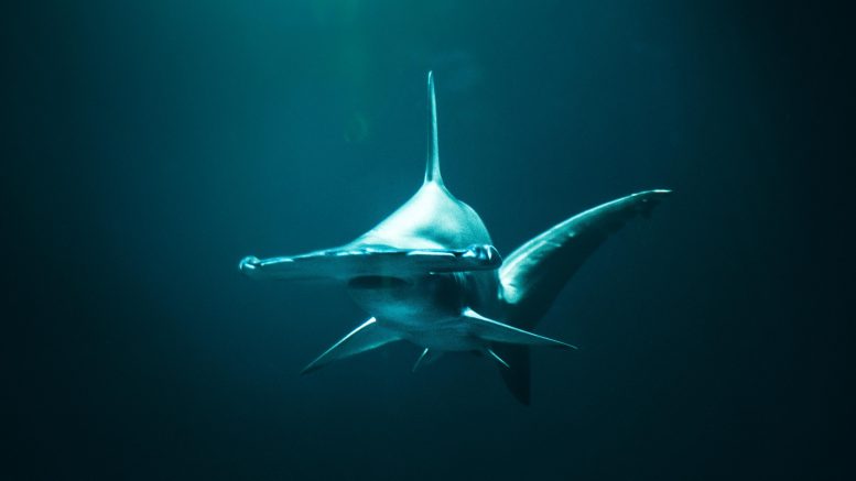保护濒临灭绝的物种：追踪锤头鲨揭示了保护目标