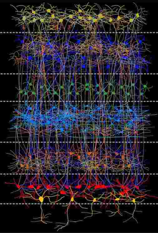 令人惊讶的鸟类大脑组织：新研究清除了150年的假假设