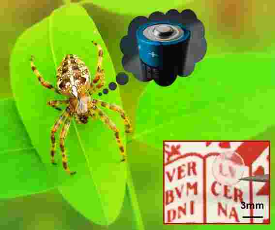 Spider Silk激发了用于生物电子，传感器和电池的新型功能合成聚合物