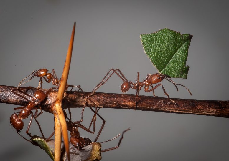 使用蚂蚁信息素捕获作物害虫并减少杀虫剂喷涂