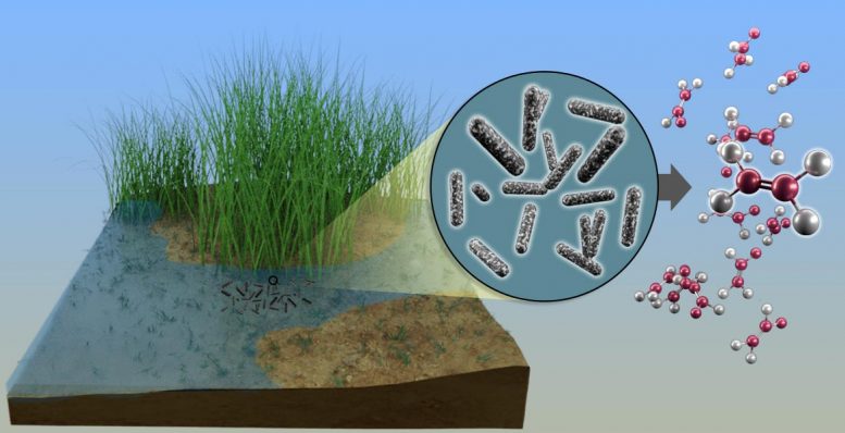 清除硫的细菌可能是生物制造塑料常用成分的关键