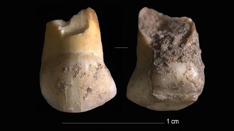 48,000岁的婴儿牙齿 - 属于意大利北部的最后一个尼安德特人之一