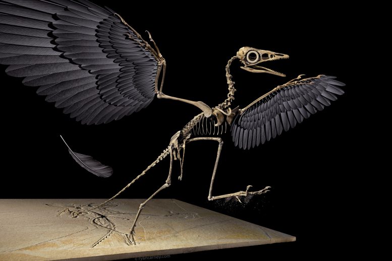 恐龙羽毛研究被揭穿：压倒性的证据支持侏罗纪化石属于archeopteryx