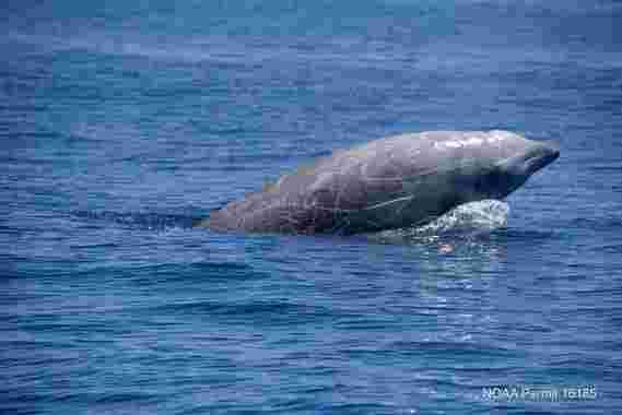 哺乳动物的极端潜水：Cuvier的喙鲸休息了3小时42分钟潜水