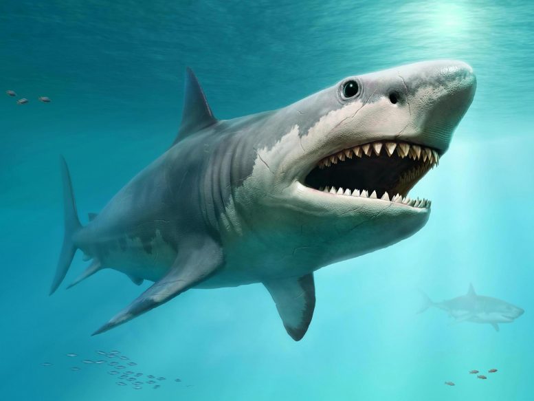灭绝的巨大Megatooth Shark  -  Otodus Megalodon的身体大小 - 确实在鲨鱼世界中的图表