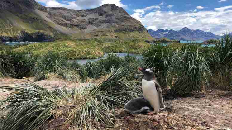 科学家说巴布亚企鹅是四种，而不是一种