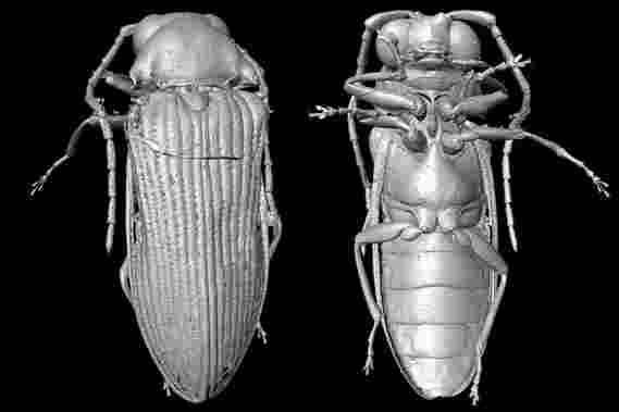科学家从9900万年前重建白垩纪的甲虫