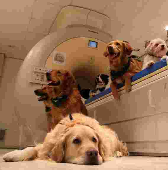 功能磁共振成像实验揭示了狗和人脑处理面部的惊人差异