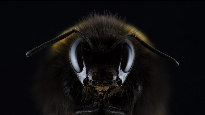 “蜂蜜蜜蜂，这就是我” –肠道细菌是蜜蜂识别码的关键