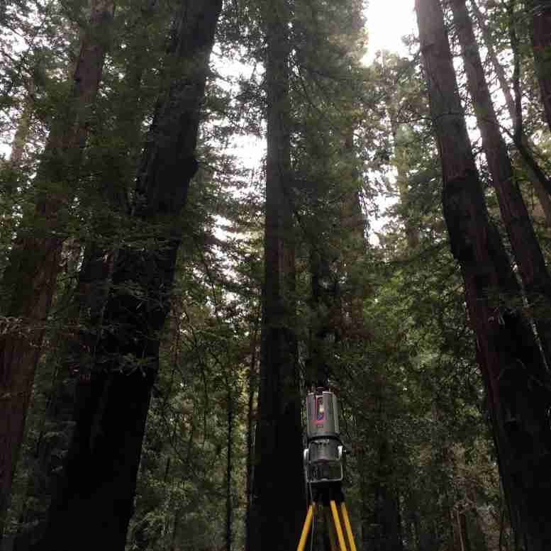 使用激光技术首次测量了世界上最大的树木的生物量
