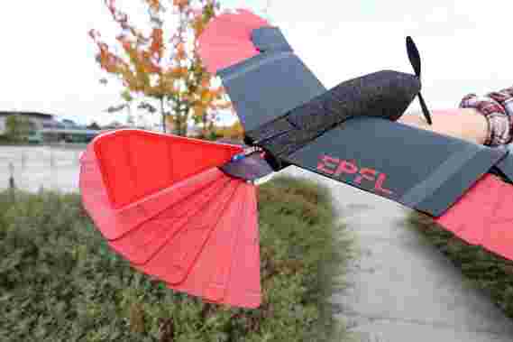 猛禽启发的无人机，带有变形翼和尾巴，可实现前所未有的飞行敏捷性