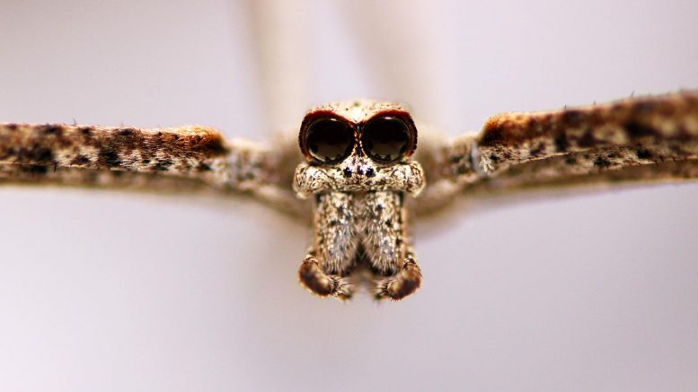 食人魔蜘蛛：这些蜘蛛可以听到–即使没有耳朵